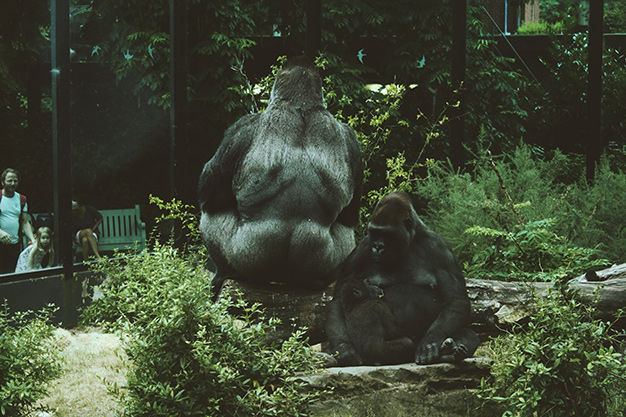 Im Zoo