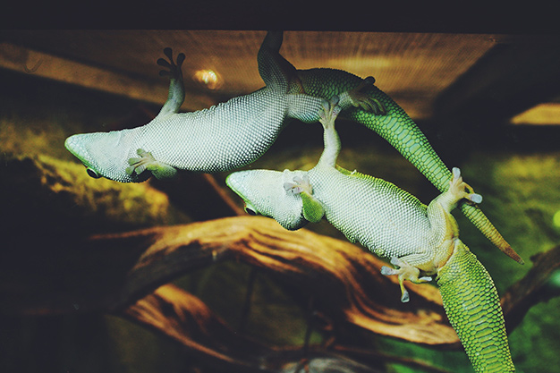Im Zoo