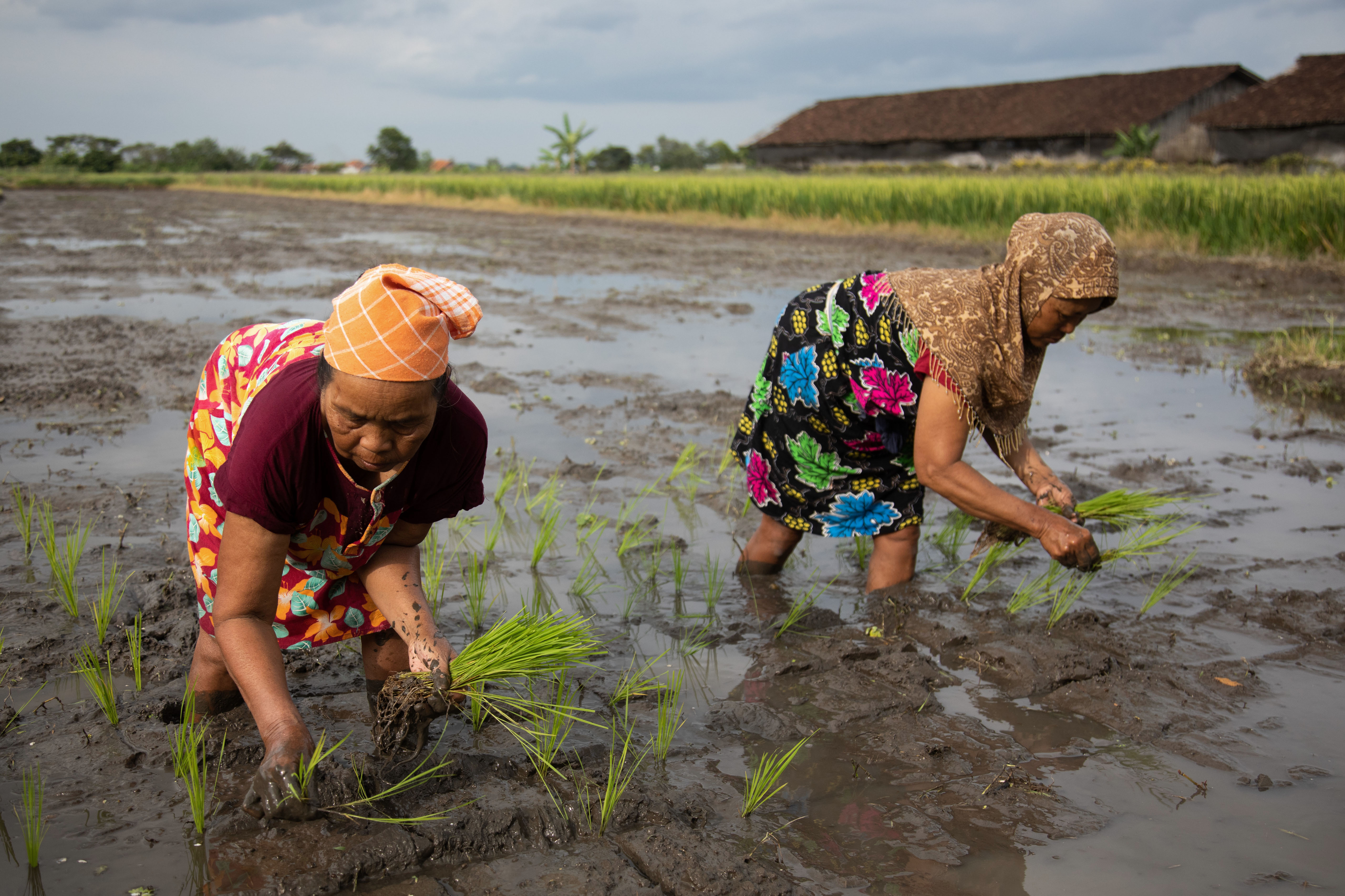 rice-picking