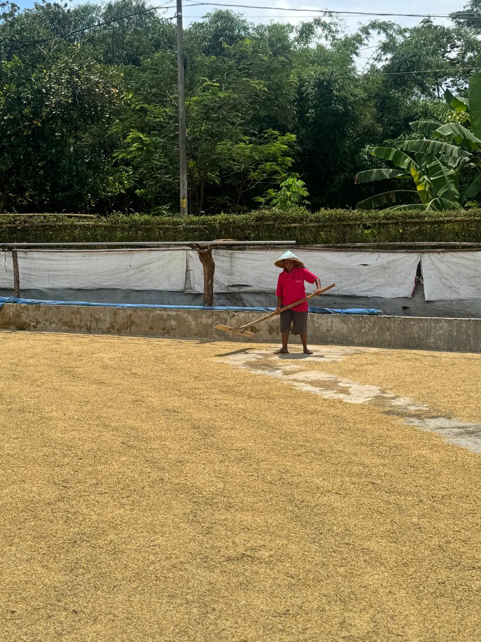 rice drying process