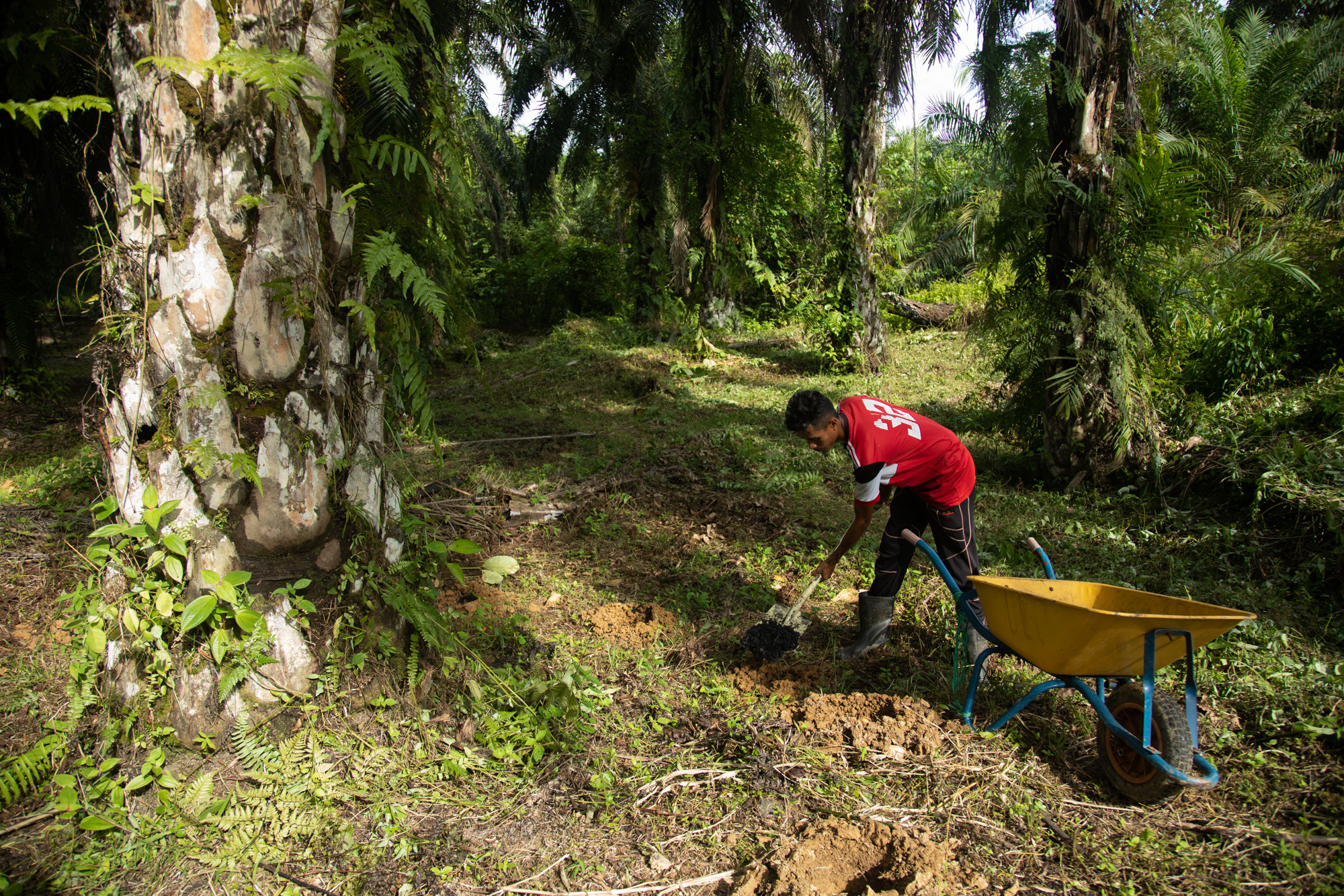 palm oil worker2