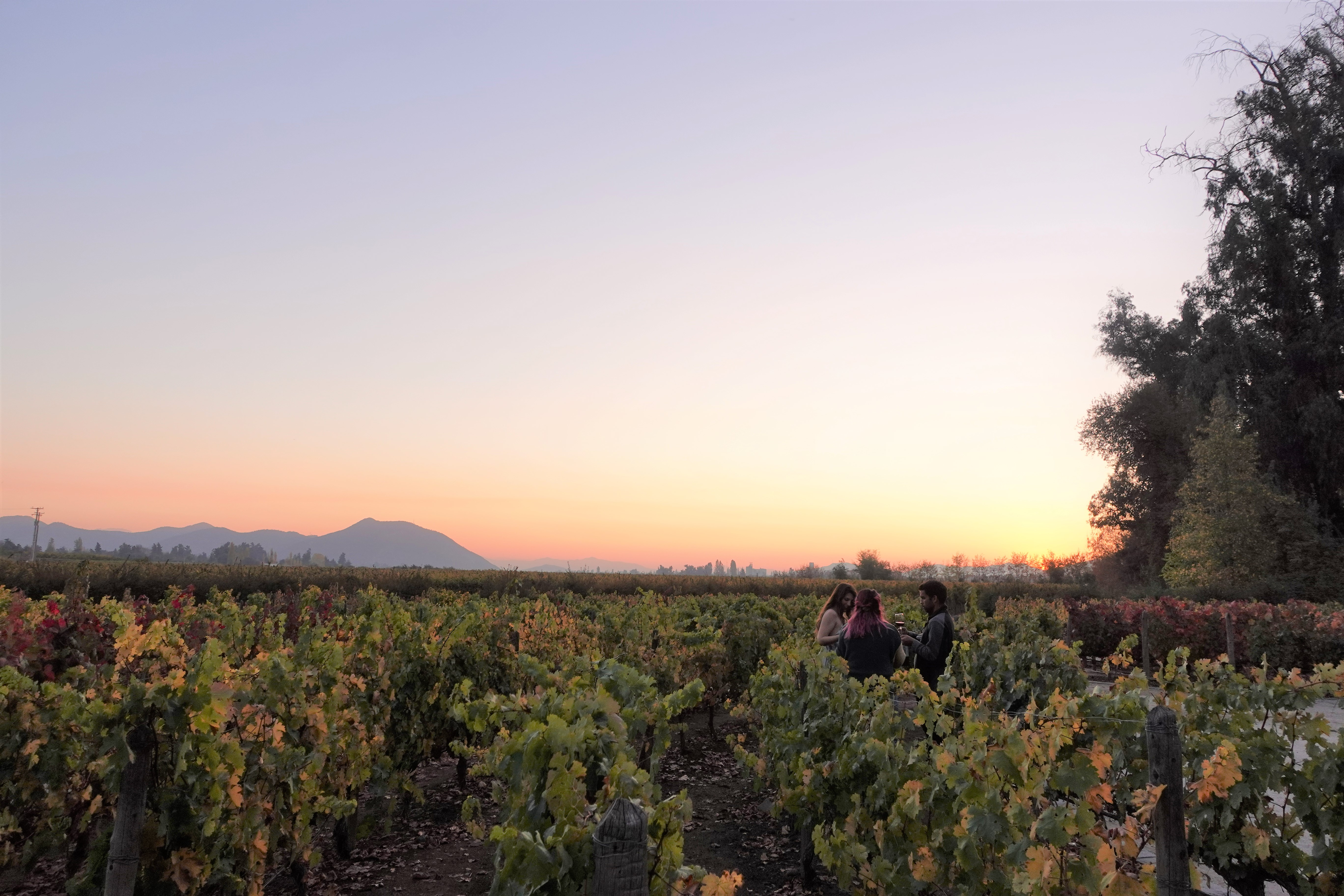 Photo courtesy: Concha y Toro