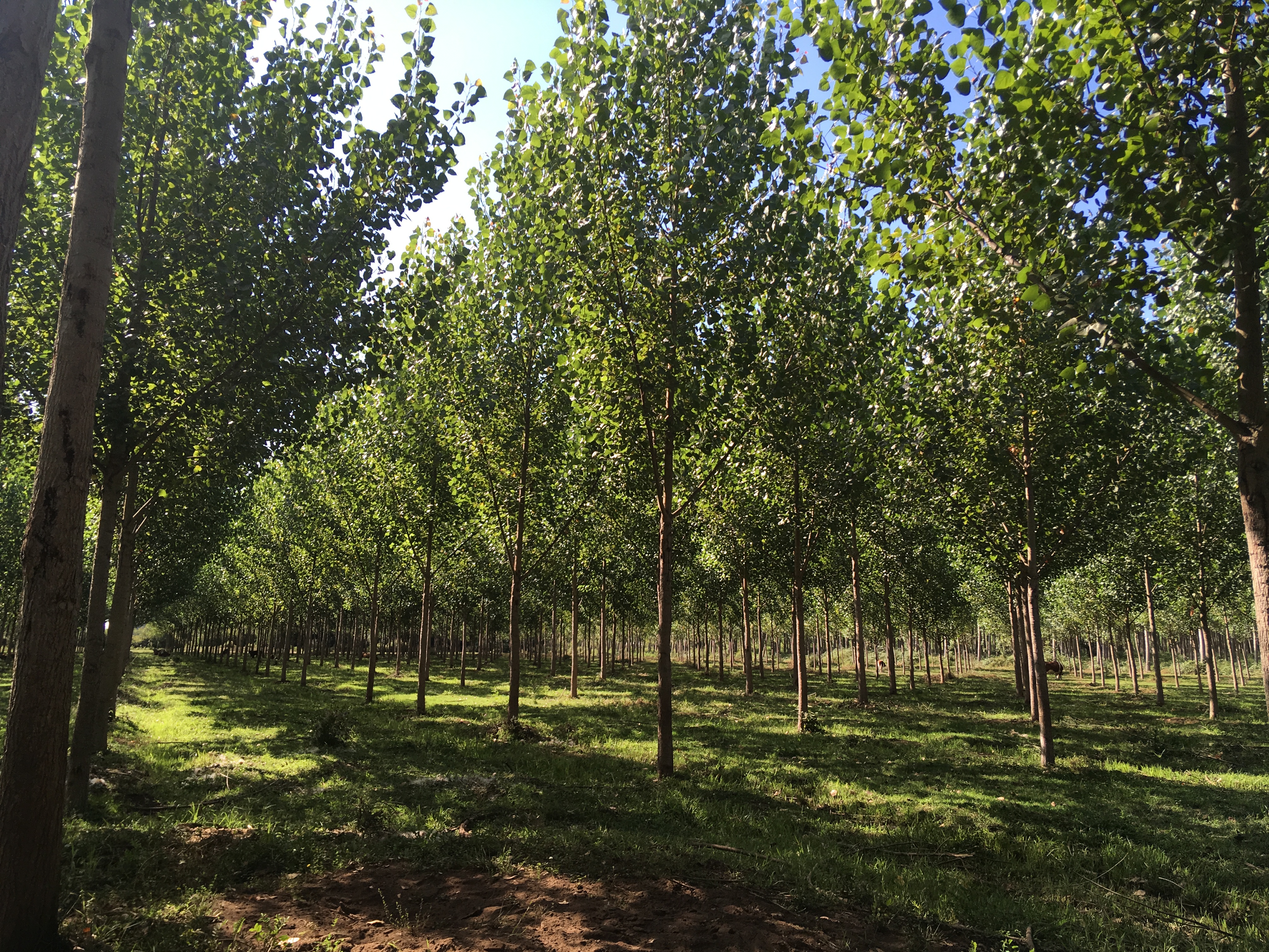 The company operates 2,671.5 hectares of certified plantation under the FSC Forestry Management and Chain of Custody Standard. Photo courtesy of El Álamo y Compañía Chilena de Fósforos.