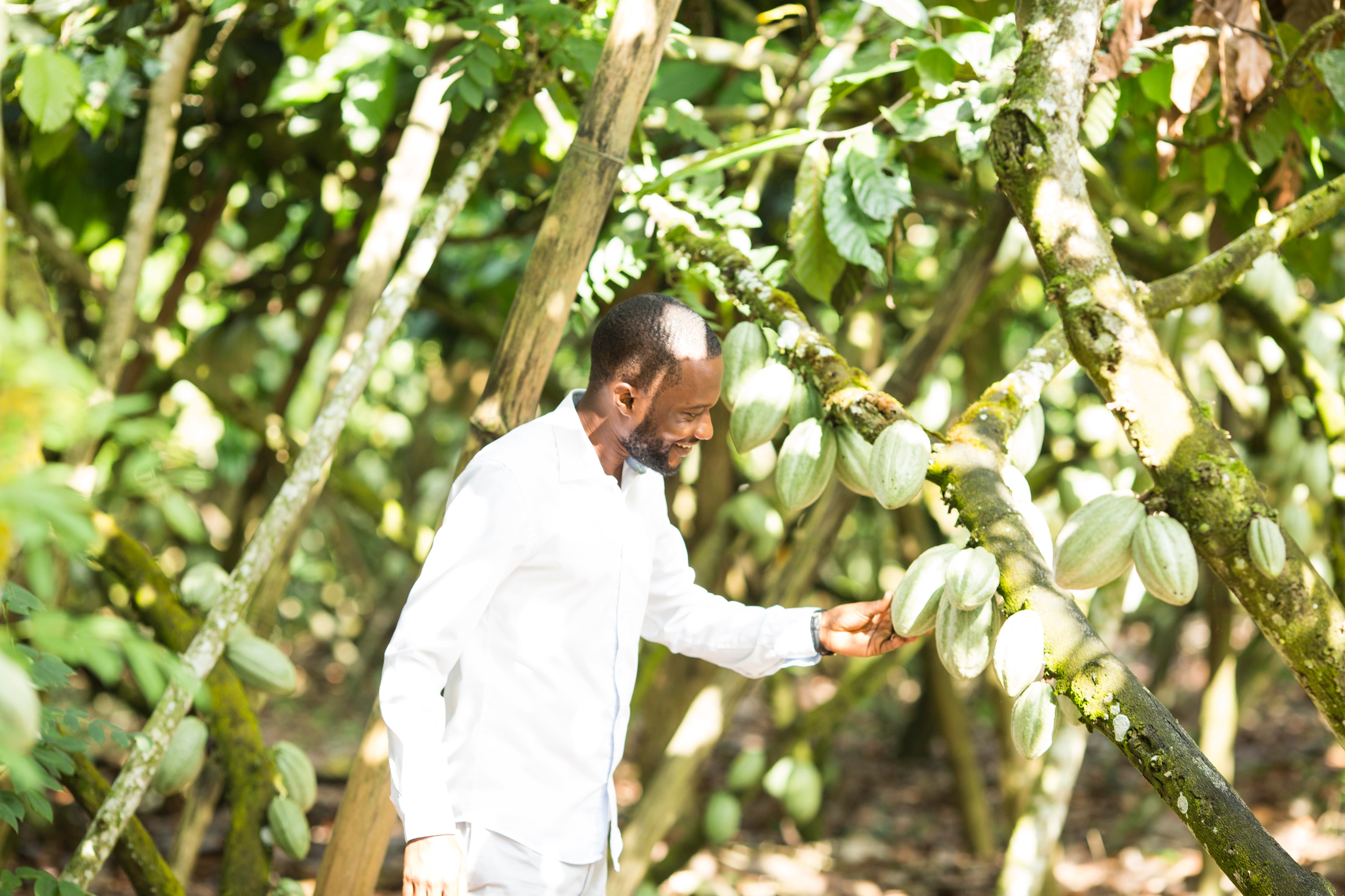 Cocoa farming 