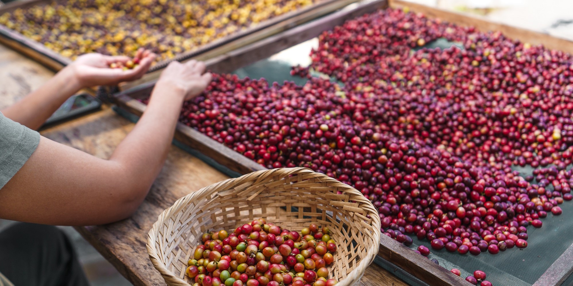 coffee fruits