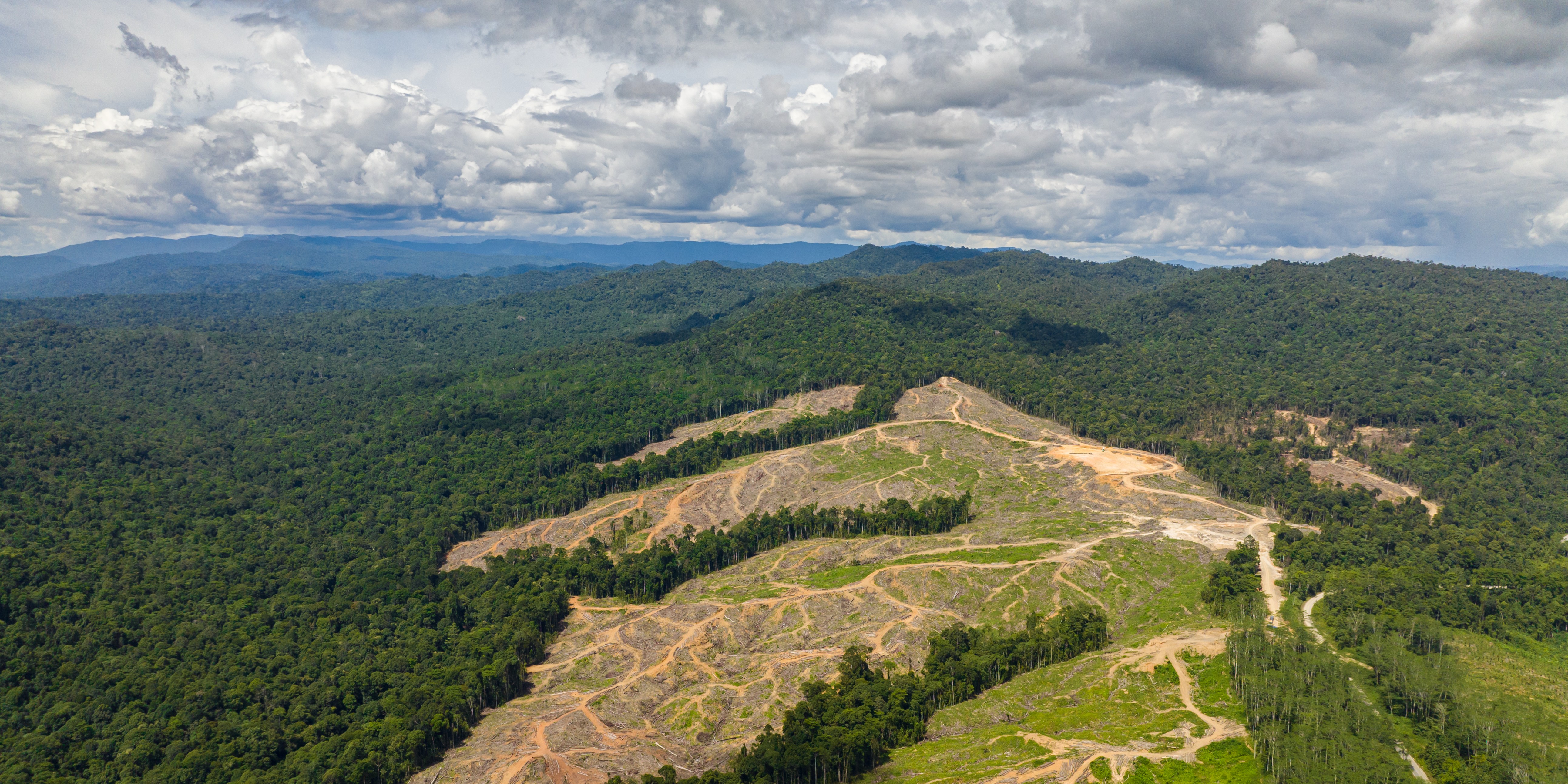 forest in borneo
