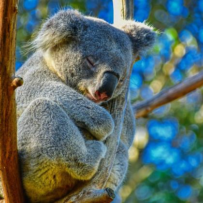 Australia-DayamayPixabay