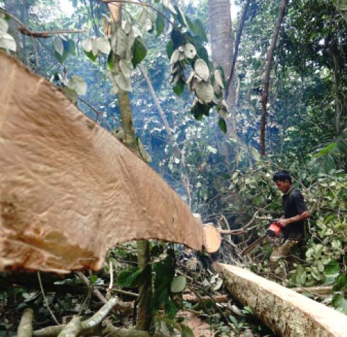 The EMMA4EU project kicks off: A European alliance to inform and train on embedded deforestation