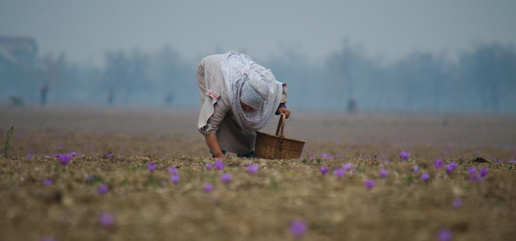 flower picking