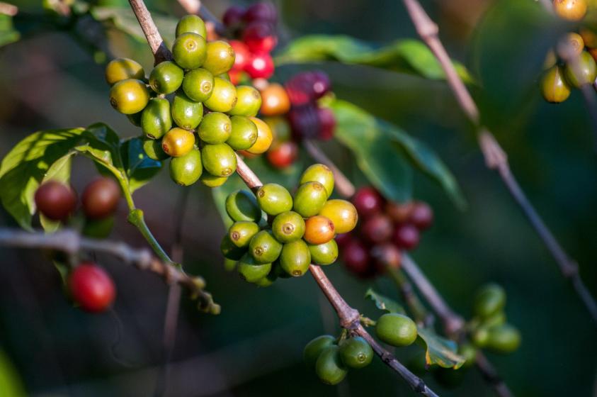 coffee fruits