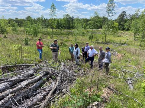 SFI Forest management audit