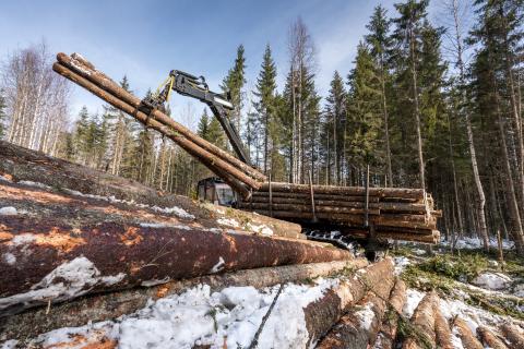 Preferred by Nature sprijina organizatia FAO in dezvoltarea portalului online TimberLex pentru legislatia privind padurile si legalitatea lemnului