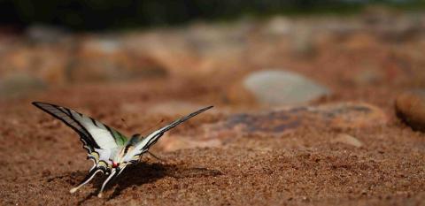 Regional outlook: Disparity in Latin America