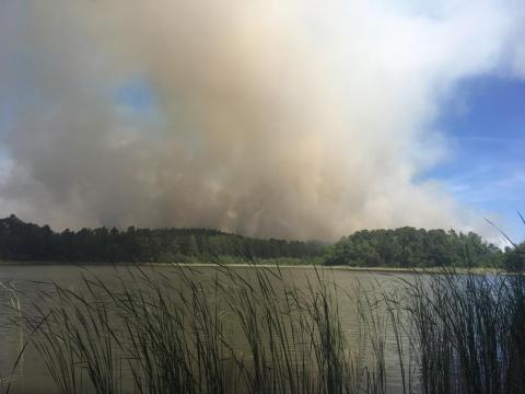 Incendios Forestales en Brandenburg, Alemania: Impacto y Medidas de Prevención