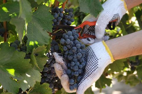 葡萄酒旅游业：让葡萄园之旅更具可持续性