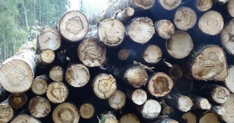 Wymogi Drewna Kontrolowanego FSC zaktualizowane w celu większej zgodności z rozporządzeniem EUTR