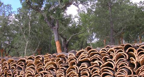 FSC-certified cork oak forest: a photo essay