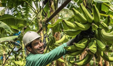 Primera finca bananera en el mundo en ser certificada bajo la Norma de Agricultura Sostenible Rainforest Alliance 2020