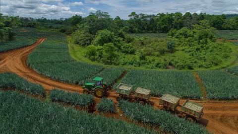 Upala Agrícola: como una finca de piña se esfuerza por lograr una producción sostenible