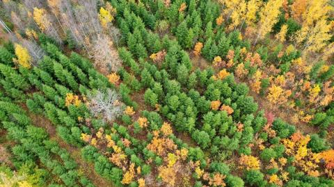 立陶宛国有森林企业：从碳足迹到碳中和