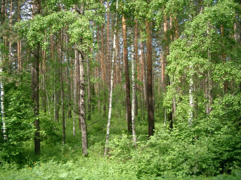 Marie-Ève embarks on a green journey, from a nature lover to an FSC-certified forest owner 