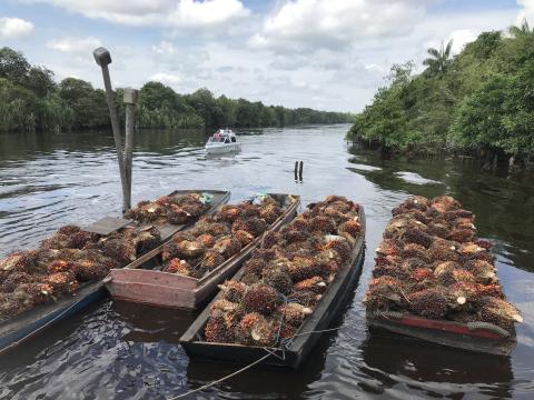 Esquemas de verificación de aceite de palma promueven innovaciones sostenibles en la industria