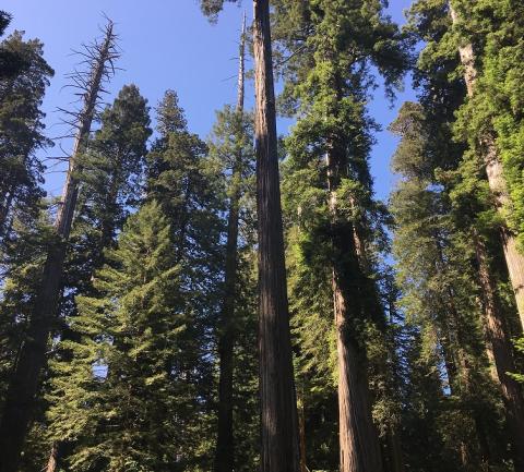 Columbia Forest Products – Veinticinco exitosos años con FSC®  