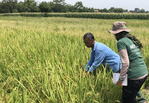 El arroz importa: Nuevo esquema de verificación para apoyar la producción sostenible de arroz y reducir las altas emisiones de gases de efecto invernadero