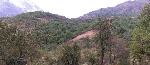 Дребни производители от Киргистан се радват на плодовете от сертифицирани недървесни горски продукти