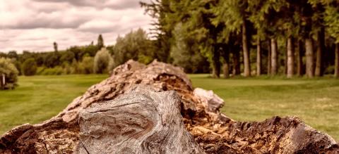 Guidance provides clarifications and reveals potential loophole in the EU Timber Regulation