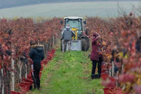 Un viticultor de Moravia se une a la elaboración de vino respetuoso con el clima