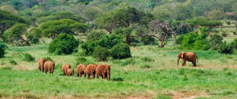 Tourism drives nature conservation
