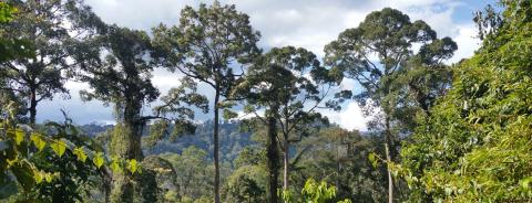 NEPCon og Rainforest Alliance indgår aftale om erhvervelse af certificeringsprogram, der leverer pålidelige ydelser på globalt plan