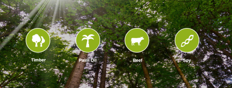 Nieuwe hout risico-beoordelingen helpen bedrijven legaal hout in te kopen