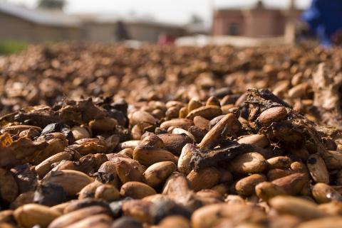  Brazilian cocoa producers bet on frog quality