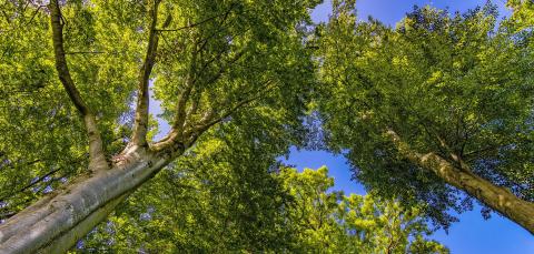 NEPCon en RA-Cert fusie update