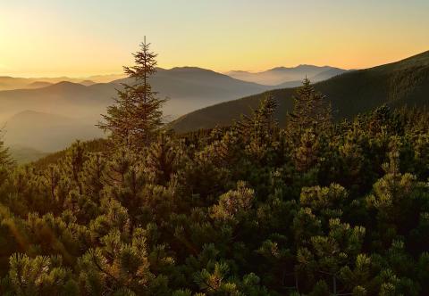 乌克兰林业认证的最新进展