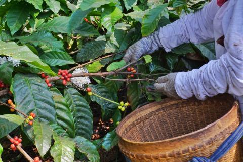 Opfølgning på den nye landbrugsstandard: Sådan klarer Indonesien sig