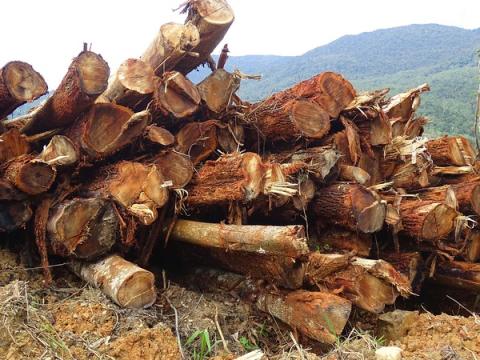 Indonesia and Liberia sign deals with EU to cut illegal timber trade