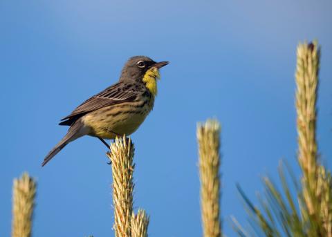 Curruca, o chipe de Kirtland, vuelve a cantar en el Condado de Simcoe