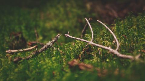 The Rainforest Alliance lifts suspension of FSC certification for IKEA subsidiary