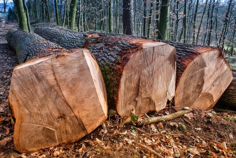 New controlled wood risk assessments for Czech Republic, France, Malaysia, Poland, Sweden, and Turkey