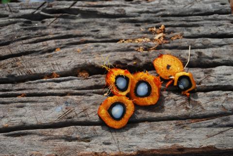 NEPCon es ya un Organismo Certificador del POIG