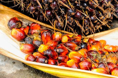 NEPCon получи одобрение за RSPO сертификационен орган
