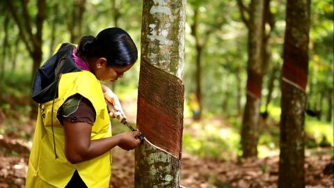 KVPL rubber plantations receive first Sustainability Framework Certificate