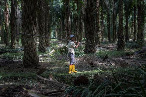 New EU anti-deforestation regulation could make significant impact, but ignores taxes and human rights