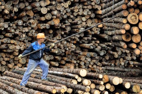 How to mitigate risks when sourcing wood in Russia