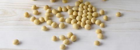 NEPCon joins Danish Alliance for Sustainable Soy