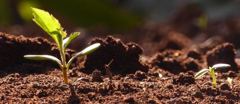 NEPCon tilbyder ekspertrådgivning til nystartede virksomheder, som har en positiv indvirkning på naturen