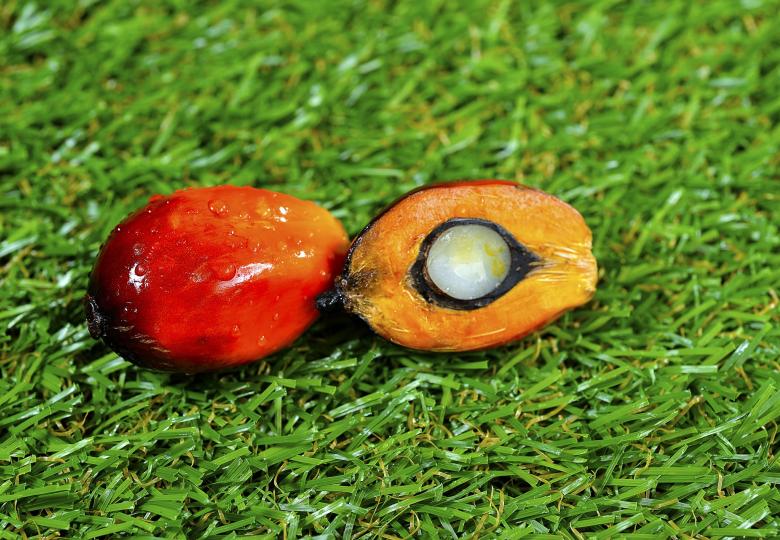 Sustainability Reporting for Palm Oil Companies